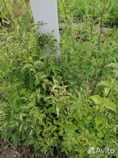 Жасмин чубушник