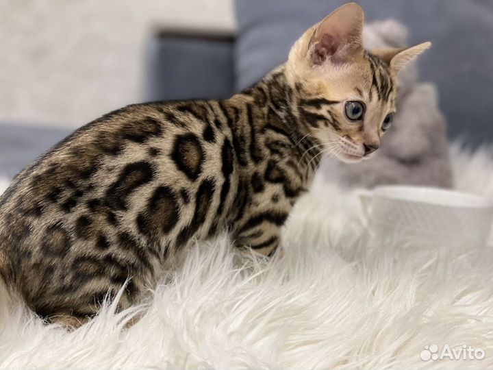 Бенгальская кошка