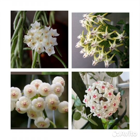 Хойи Взрослые растения