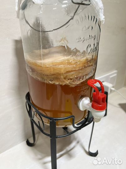 Чайный гриб