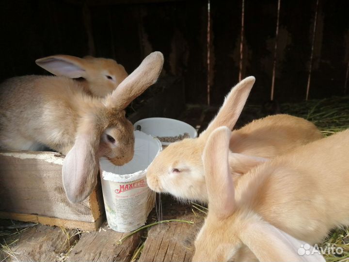 Распродают кроликов в