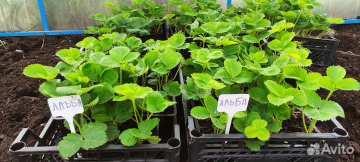 Саженцы клубники