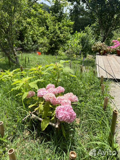 Гортензия куст 40см много цветов