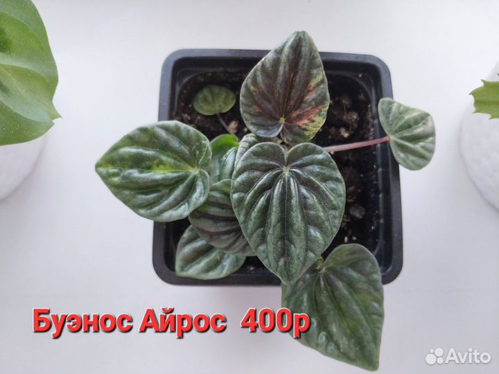 Пеперомии разные 10 сортов