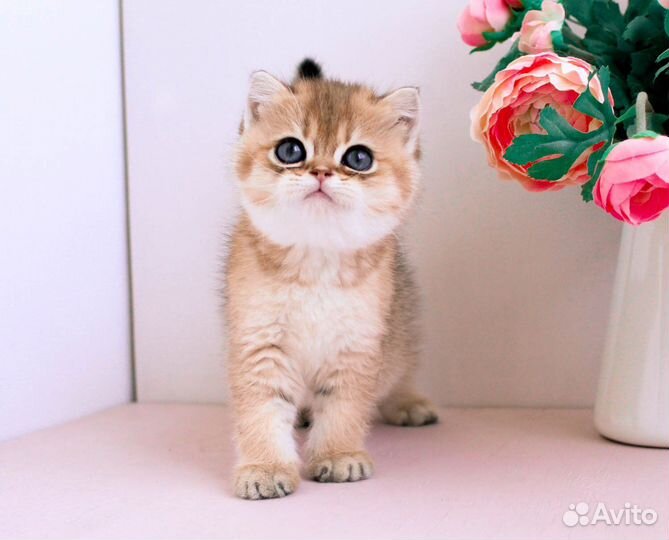 Британская золотая шиншилла