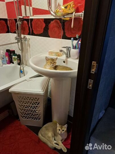 Британский котик