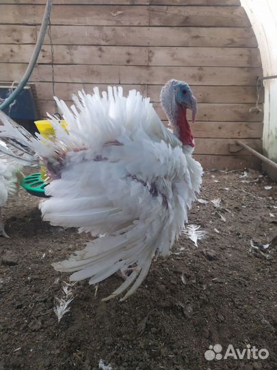 Индюки живым весом