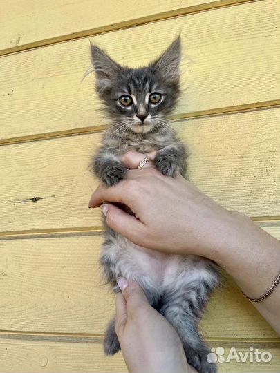 Котенок девочка в добрые руки