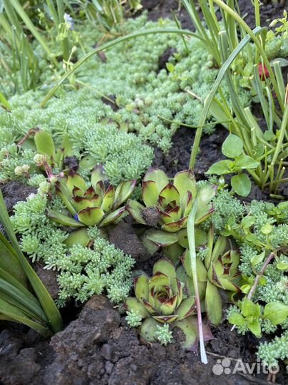 Каменная роза