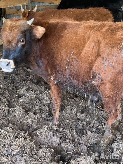 Бычки 7 голов