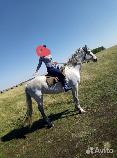 Продам кобылу