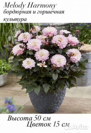 Георгины Канны