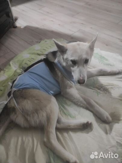 Собака в добрые руки девочка