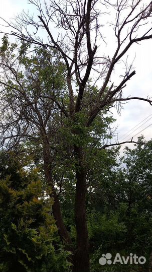 Плодовые деревья