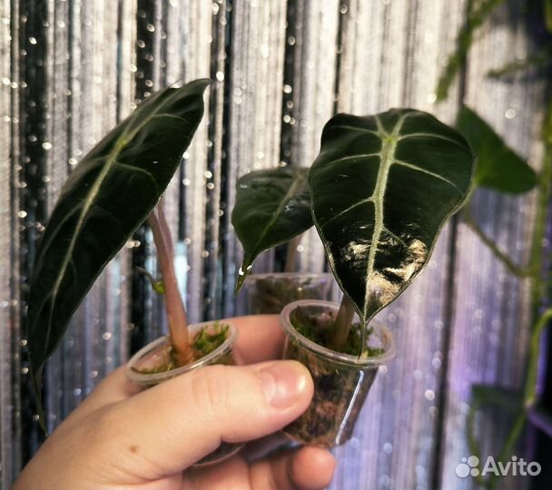 Алоказия полли