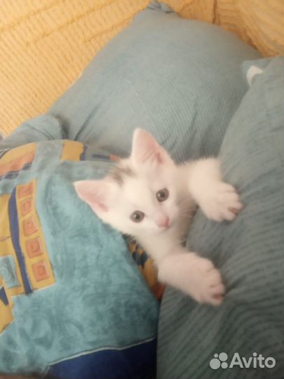 Отдам в добрые руки мальчик котенок