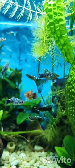 Аквариумные миролюбивые рыбки (Гуппи, пецилия)