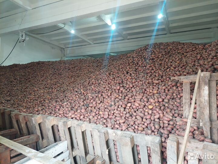 Картофель оптом