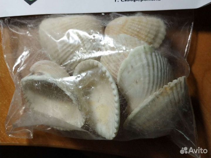 Ракушка скафарка светится в темноте