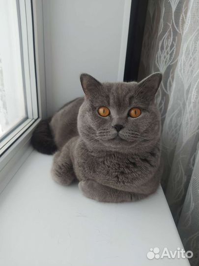 Британский кот вязка