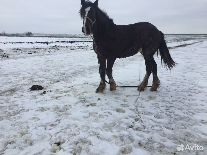 Тяжеловозные кобылы