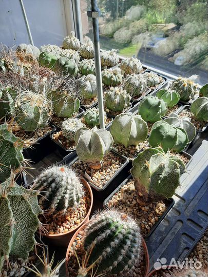 Кактусы продам. Невысылаю