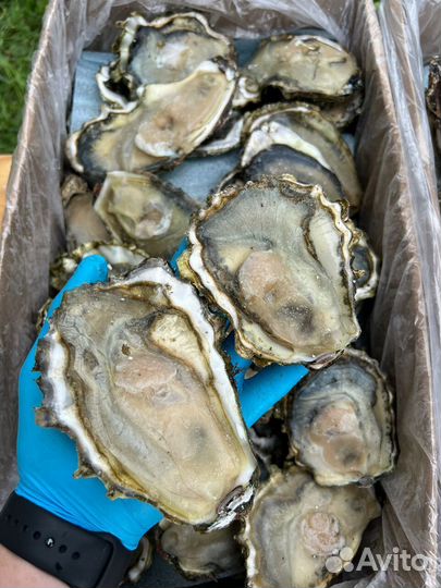 Оптом Устрица на полустворке c/м