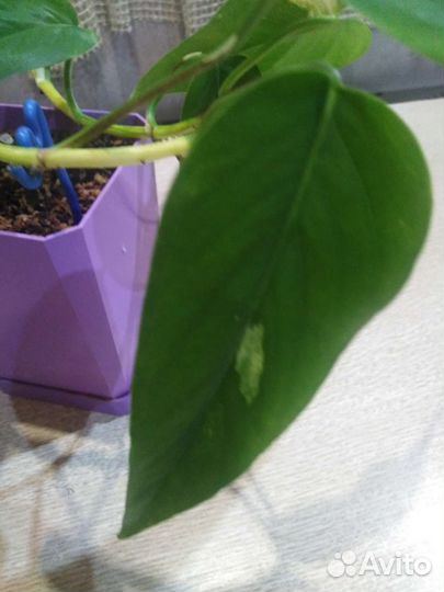 Сциндапсус