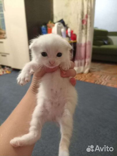 Кошечка вислоухая