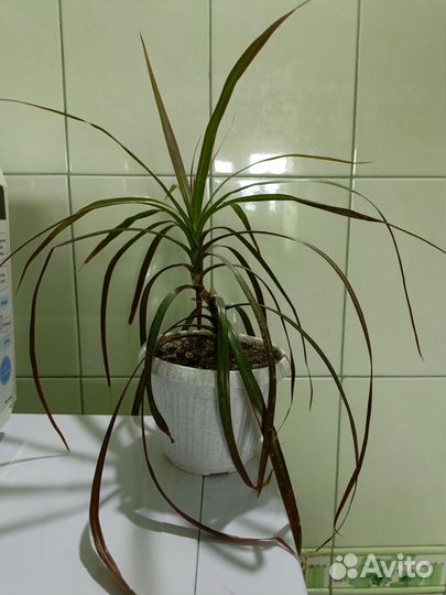 Пальма драцена