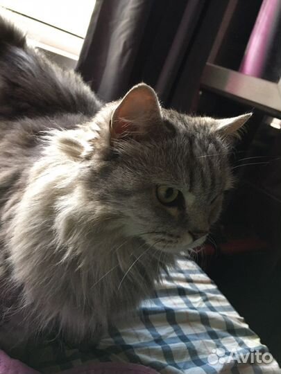 Котик Мартин 13 лет шотландец