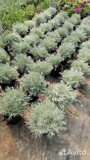 Цмин Пинесетум