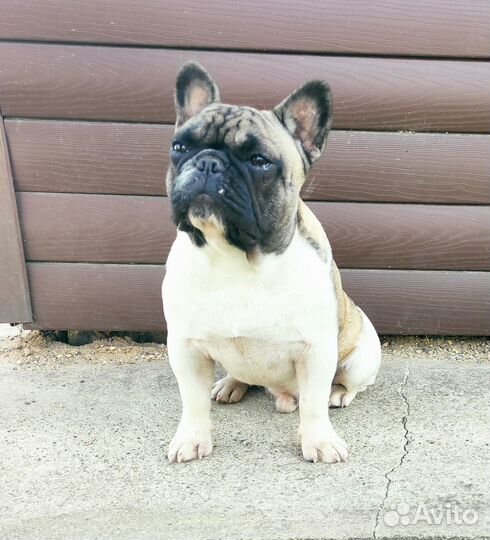 Bouledogue français