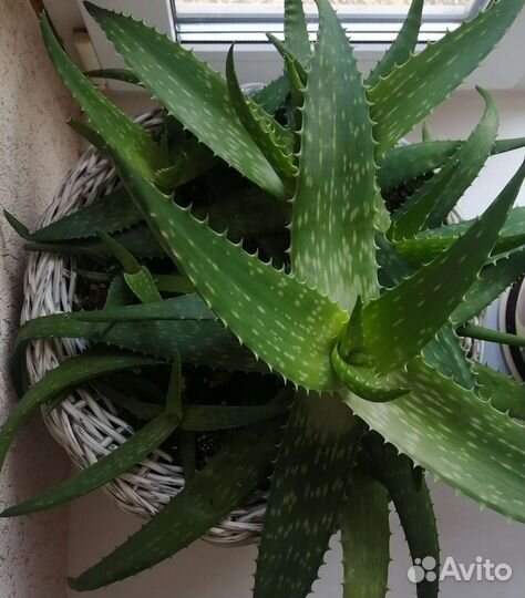 Суккуленты, алоэ