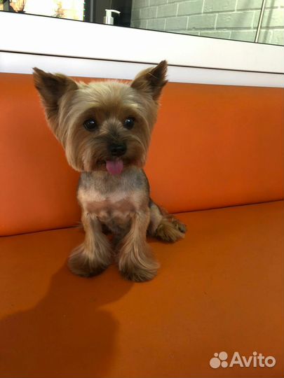 Груминг с любовью