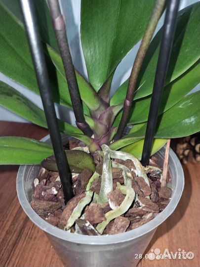 Орхидея фаленопсис Паваротти Пелор, 2 ствола