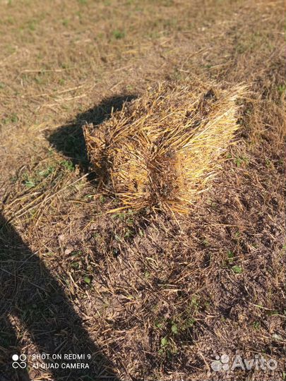 Солома в тюках овсяная необмолоченная и пшеницы