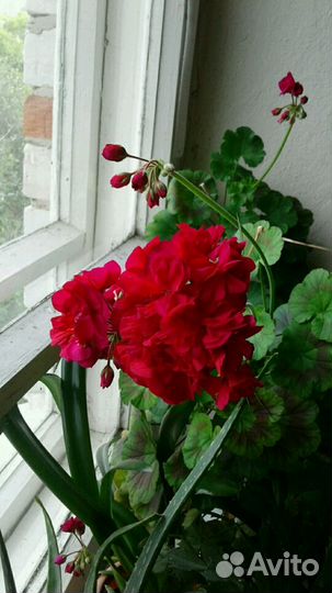 Цветы. герань, примула