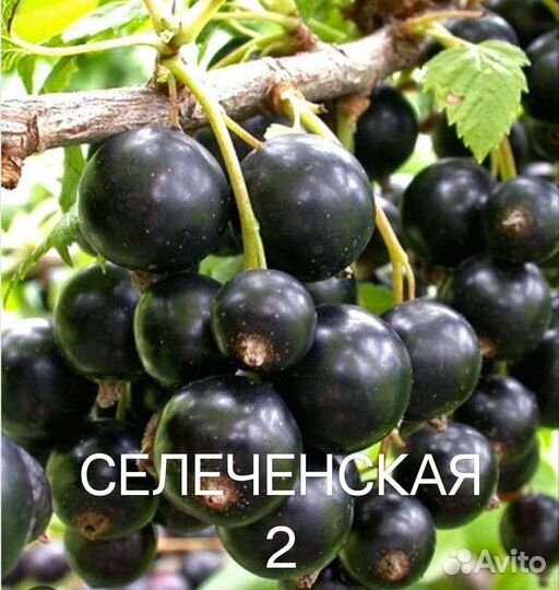 Саженцы черной смор.,жимолость