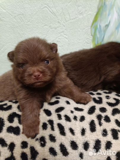 Щенки шпица