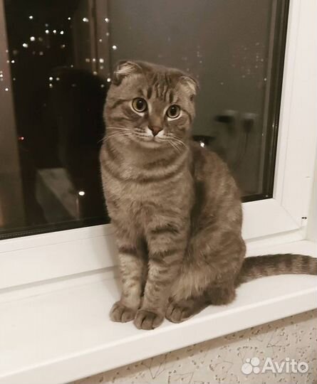 Кот для вязки