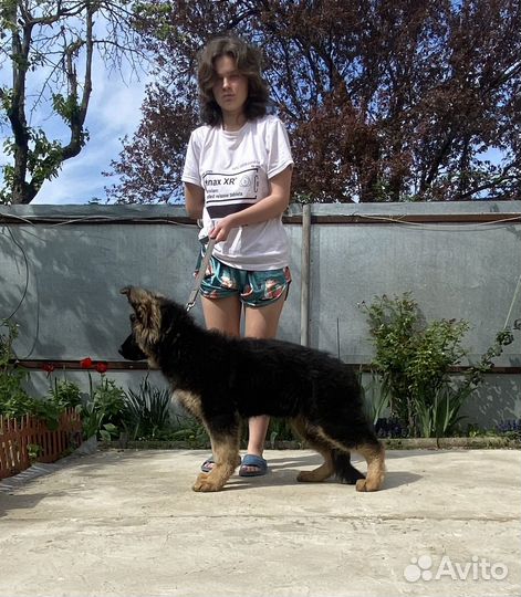 Кобель немецкой овчарки