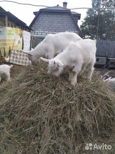 Козы и козлята продажа