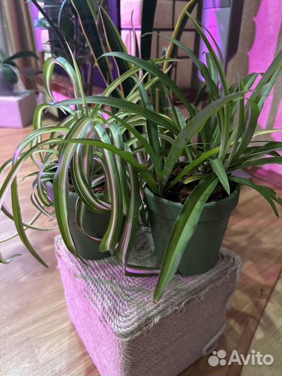 Хлорофитум