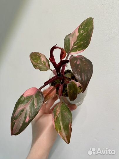 Филодендрон розовая принцесса