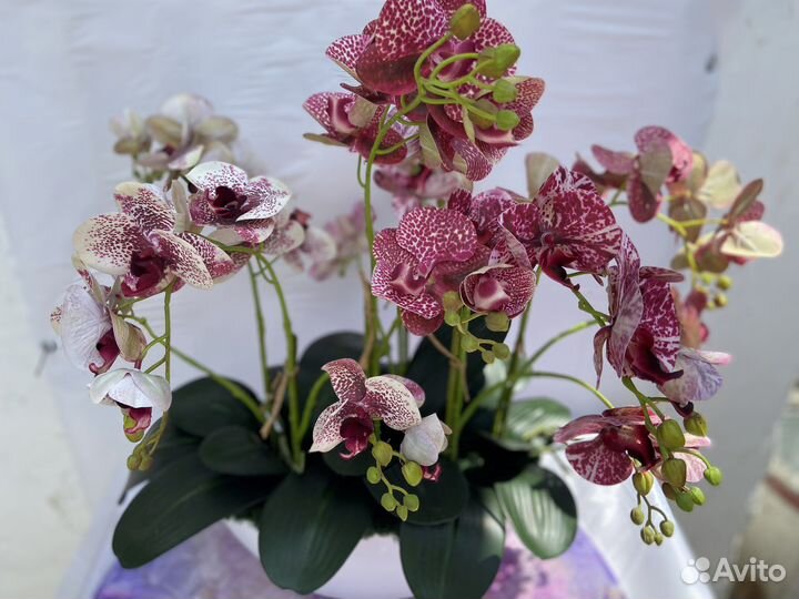 Орхидея фаленопсис бабочка