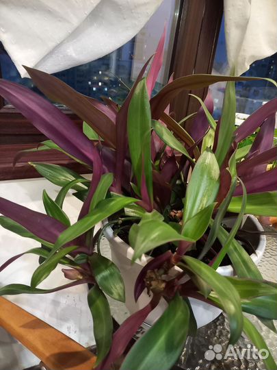 Традесканция рео