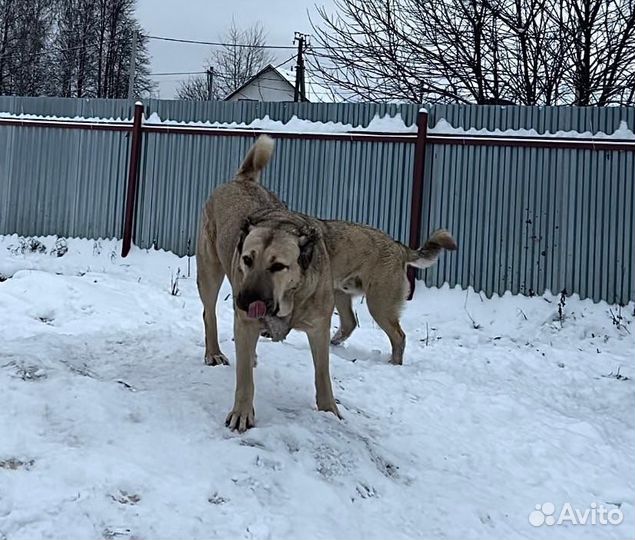 Гампр Аборигенный-Щенки Эксклюзив