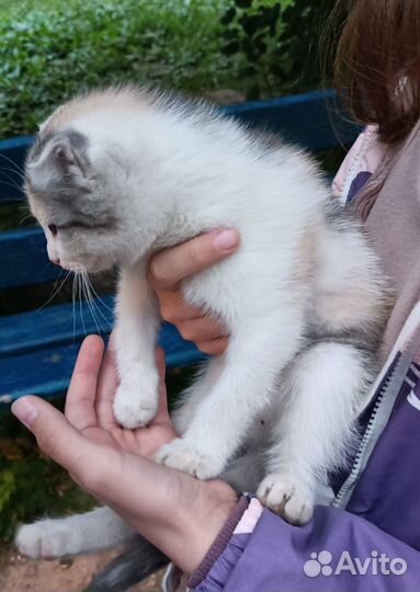 Кошечка вислоухая в дар