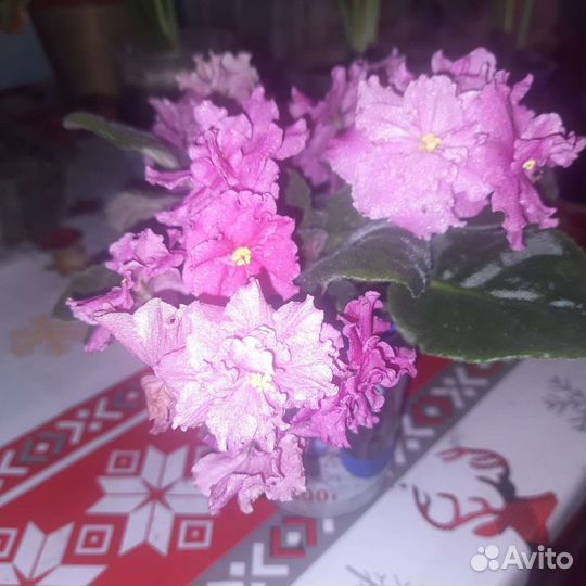 Комнатные цветы